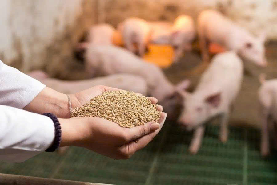 Sản xuất thức ăn chăn nuôi